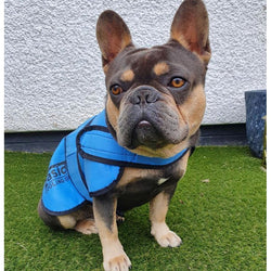 Easidri Cooling Dog Coat Summer Cooling Heat Heatstroke Overheating Protection
