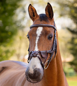 LeMieux Comfort Shield Grackle Nose Filter Mesh Fly Head Shaking Net Black/Brown