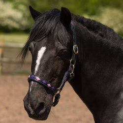 Gallop Adjustable Diamond Padded Leather Headcollar Black Purple and Lilac P-XFull