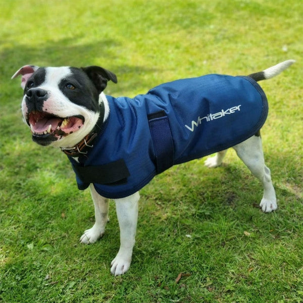 Whitaker Weir Waterproof Dog Coat Rug Jacket 200g Warm Winter Fill Navy 40-70cm