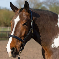 Gallop Premium Padded Leather Headcollar Halter Brass Buckles Black Pony-XFull