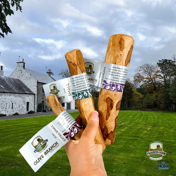Nova Paddock Farm Olive Branch 100% Natural Healthy Wooden Dog Treat Dental Chew