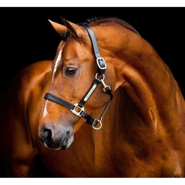 Horseware Signature Leather Headcollar Padded Adjustable Luxury Head Collar Full/XFull SALE