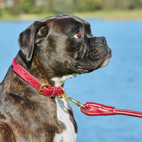WeatherBeeta Rolled Leather Dog Collar Soft Supple and Strong With Brass Fittings SALE