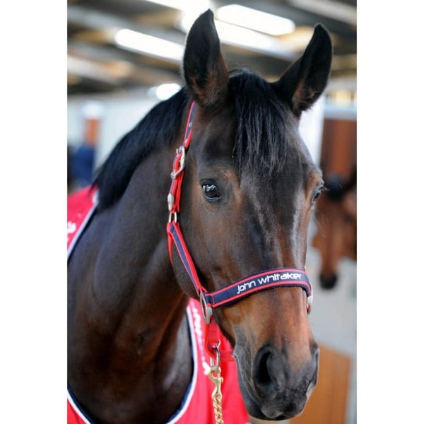 Whitaker Padded Fleece Headcollar Noseband and Headpiece Red/Navy Pony/Cob/Full